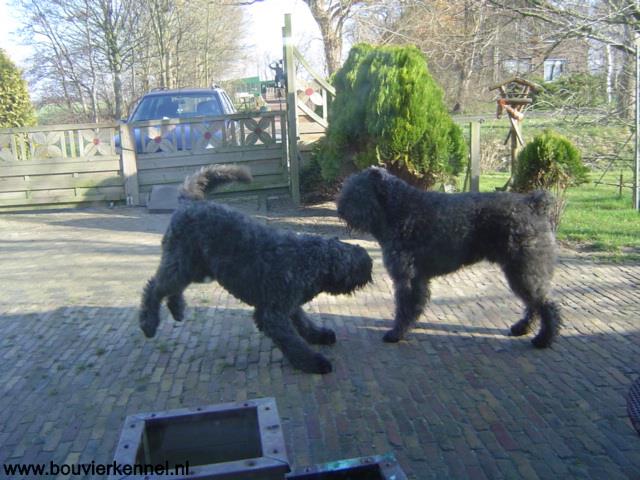 honden_allerlei_17_