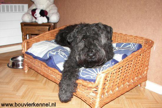 Falco_in_bed_forum