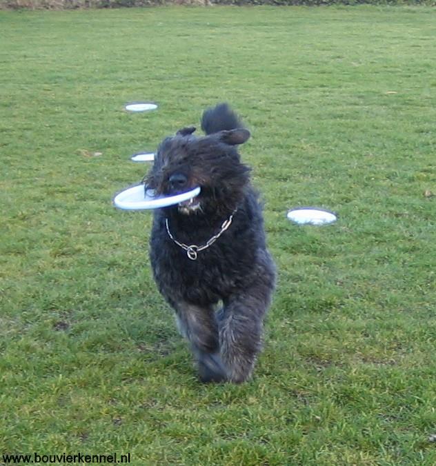 Boris_1e_frisbee_les