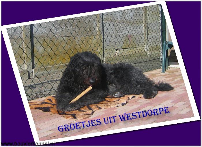 Groetjes_uit_Westdorpe