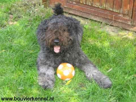 kyra_-_istra_met_ballie