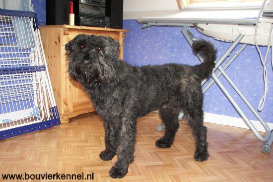 Falco_poseert