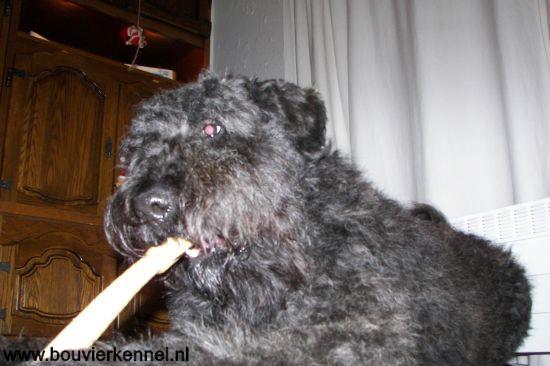 Falco_met_tandenborstel_op_verjaardag