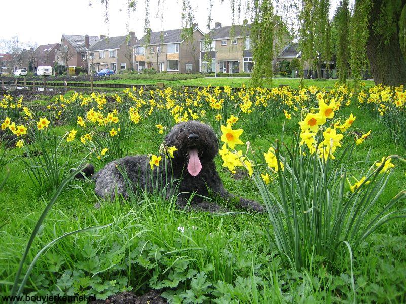Lentegroet