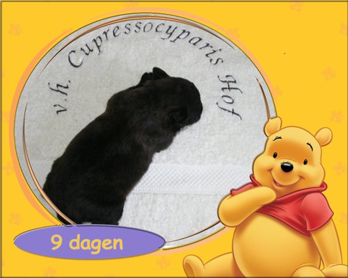 9 dagen oud