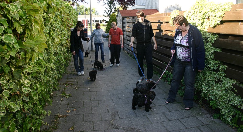 Voor het eerst naar buiten aan de riem