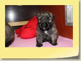 Foto33