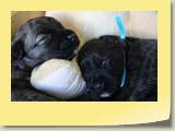 Gewoon lief