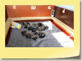 Groep2